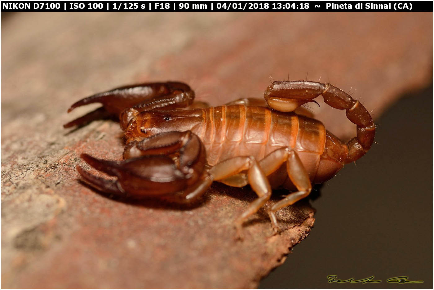 Euscorpius cf. canestrinii da Sinnai